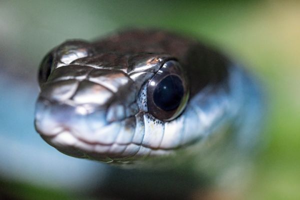 粗绿蛇(图片来源:unsplash)