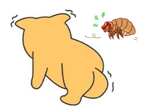 狗狗身上有跳蚤