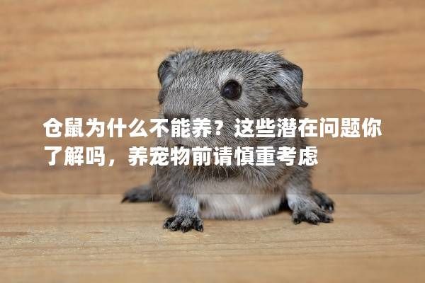 仓鼠为什么不能养？这些潜在问题你了解吗，养宠物前请慎重考虑
