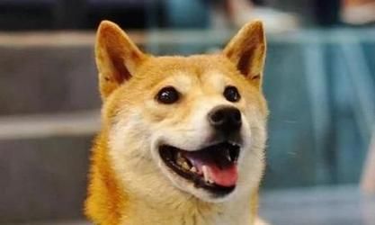 选购柴犬适合品牌的狗粮——为你的宠物选择最佳营养（以柴犬为例，了解哪个品牌的狗粮更适合它们的需求）