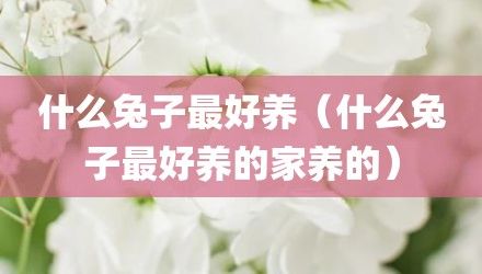 什么兔子最好养（什么兔子最好养的家养的）