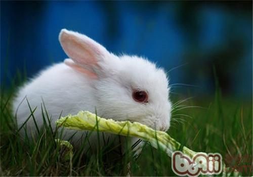 对<a href=/zhonglei/chongwutu/ target=_blank class=infotextkey>兔</a>子有益的四类食物