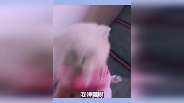 梦开始的地方，搞笑大讨论，这谁顶得住啊！