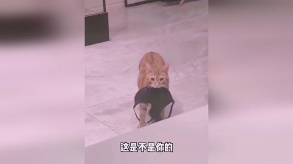 搞笑视频，精彩片段，这谁顶得住啊！