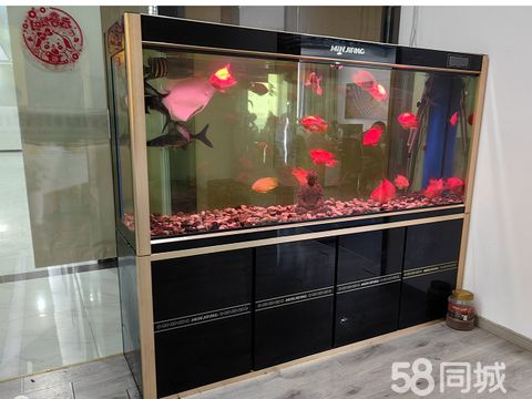 合肥鱼邦邦水族有限公司·观赏鱼出售 鱼缸清洗 鱼缸销售 迁移 维修 长期维护鱼缸定制