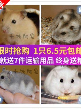 打过疫苗仓鼠活物金丝熊活体银狐