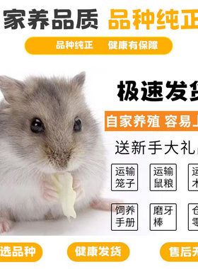 金丝熊仓鼠活物宠物仓鼠长毛熊