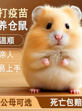 家养金丝熊小仓鼠活物鼠类宠物