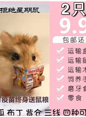 小仓鼠活物包活包邮宠物银狐布丁三线紫仓奶茶情侣幼崽一对情侣