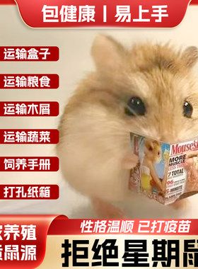 家养仓鼠银狐金丝熊温顺好上手