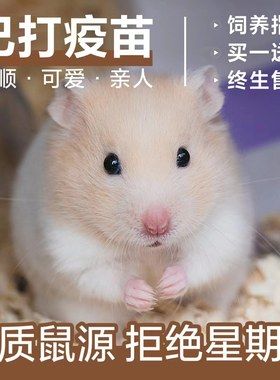 家养仓鼠活物金丝熊活体