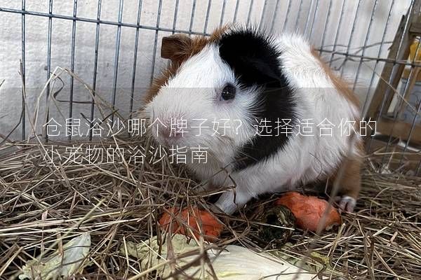 仓鼠浴沙哪个牌子好？选择适合你的小宠物的浴沙指南
