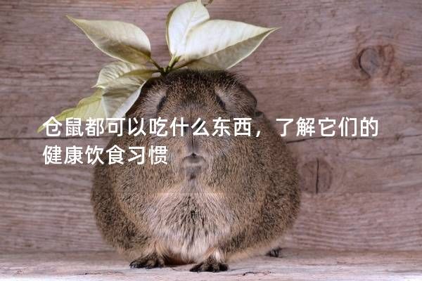 仓鼠都可以吃什么东西，了解它们的健康饮食习惯