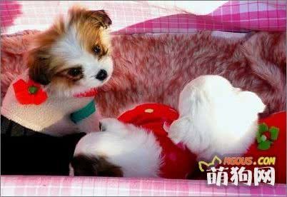 3种犬不良的行为的矫正方法