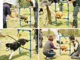 硚口宠物犬影视拍摄 宠物猫电视剧拍摄