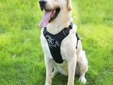 黄陂训狗 训犬有保障 狗狗训练学校电话