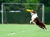 训犬学校-武汉宠物训练中心