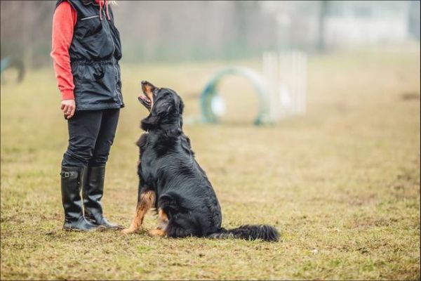 信誉保证 欢迎来电 武汉沌口开发区宠物狗狗不良行为纠正