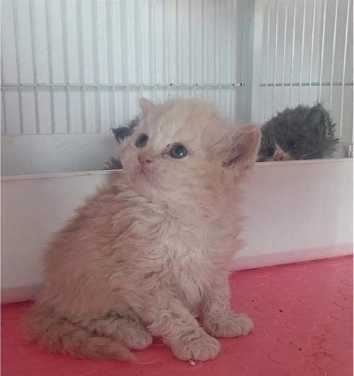 如何正确饲养塞尔凯克卷毛猫（宠物爱好者必备的塞尔凯克卷毛猫饲养指南）