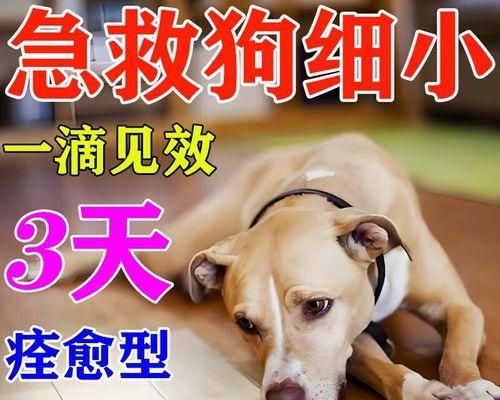 测犬瘟热的方法和工具（选择合适的工具进行犬瘟热检测，确保宠物健康）