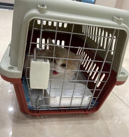 以新宠到家，这些注意事项一定要知道！（新宠物家庭养成指南，让你的爱宠健康快乐成长）