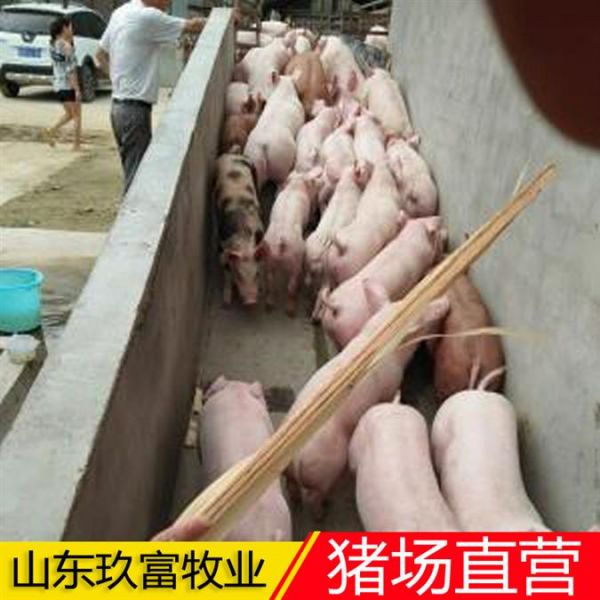 仔猪苗批发价格 仔猪批发基地 养猪场直营经销商