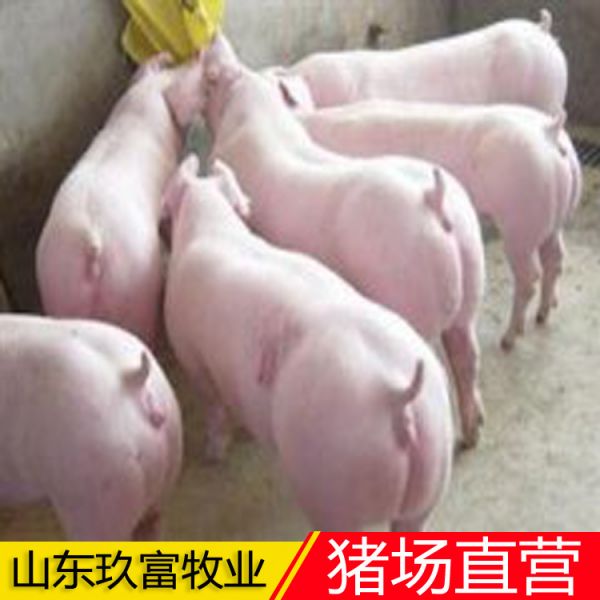 三元猪苗价格走势 猪苗 山东玖富仔猪供应货商