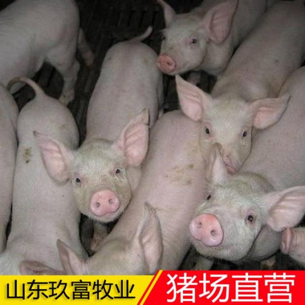 三元猪苗价钱 三元仔猪基地 厂商出售批发价格