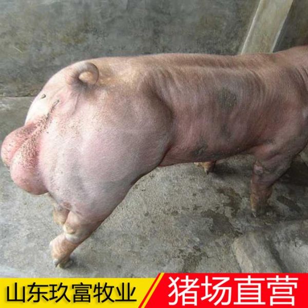 小仔猪批发 育肥猪苗求购 内外三元猪苗繁育基地
