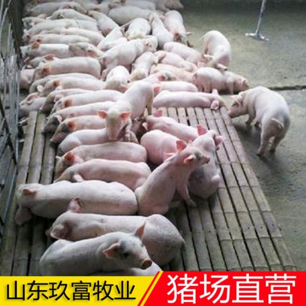 三元猪苗图片 三元仔猪批发 全国直供品种纯优良猪崽