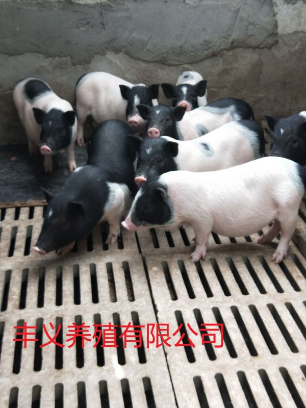 河东区巴马香猪养殖基地巴马香猪种公价格免运费