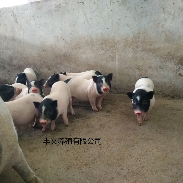 河东区巴马香猪养殖基地巴马香猪种公价格免运费