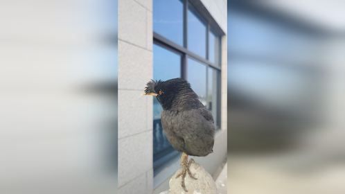 会说话的八哥鸟即听话又乖巧还会模仿