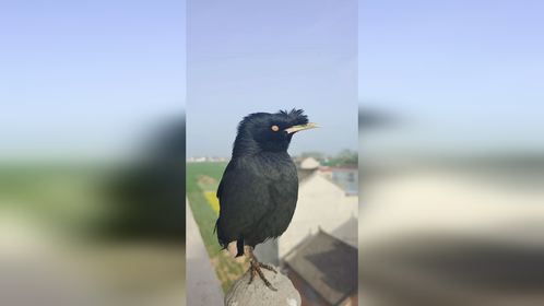 八哥鸟爱唱歌：想你想得睡不着你知道不？