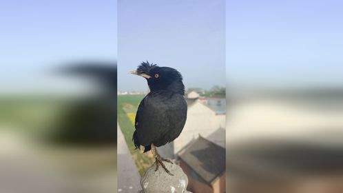 聪明的八哥小鸟表演唱歌，清唱一段《懂你》