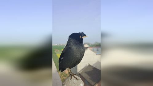 八哥鸟唱歌：没有人关心你走过的路