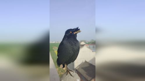 八哥鸟唱歌：又是一年五月五，家家户户过端午