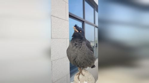 八哥鸟唱歌：女人想找好丈夫，男人想要好老婆