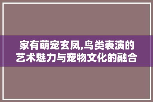 家有萌宠玄凤,鸟类表演的艺术魅力与宠物文化的融合