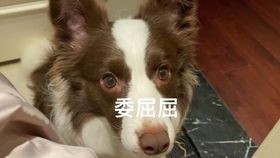 揭秘宠物鸟起癀治疗法:科学护理指南