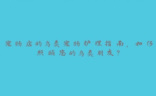 宠物店的鸟类宠物护理指南,如何照顾您的鸟类朋友?