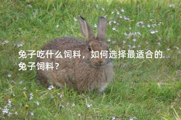 兔子吃什么饲料，如何选择最适合的兔子饲料？