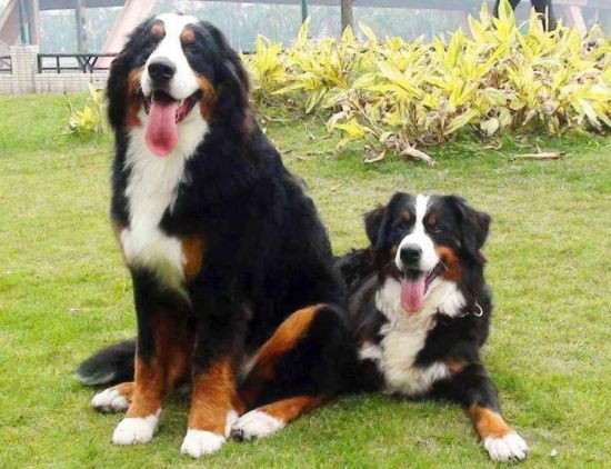 禁止伯恩山犬扑咬训练教程，快来收藏~
