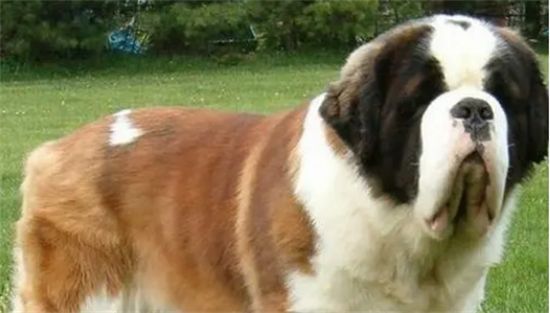 圣伯纳犬拒食的训练教程，快来掌握一下