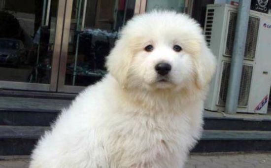 想要对大白熊犬进行训练，一定要掌握这4个基本方法