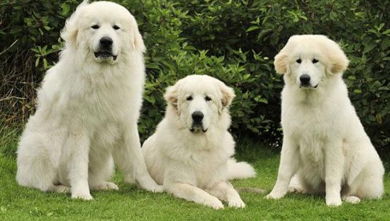大白熊犬训练的四种基本方法，有哪种是你没用过的？