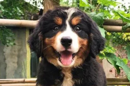 伯恩山犬训练方法，机械刺激和奖励结合