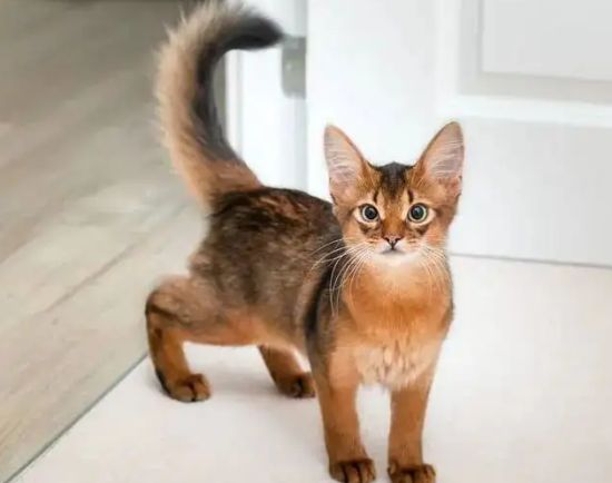 索马里猫喜欢往床上跑？掌握方法，训练是可行的！
