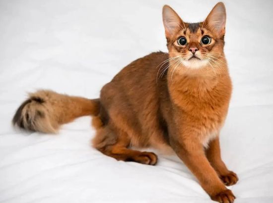 索马里猫喜欢往床上跑？掌握方法，训练是可行的！