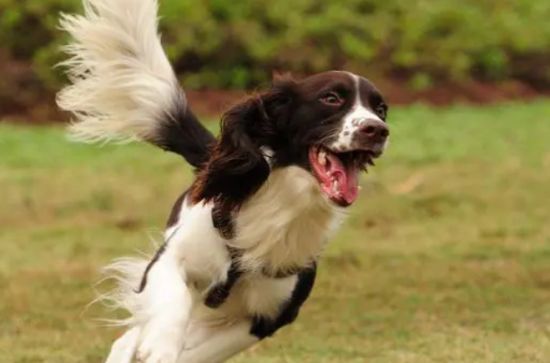 今日分享：英国史宾格犬不咬人训练方法